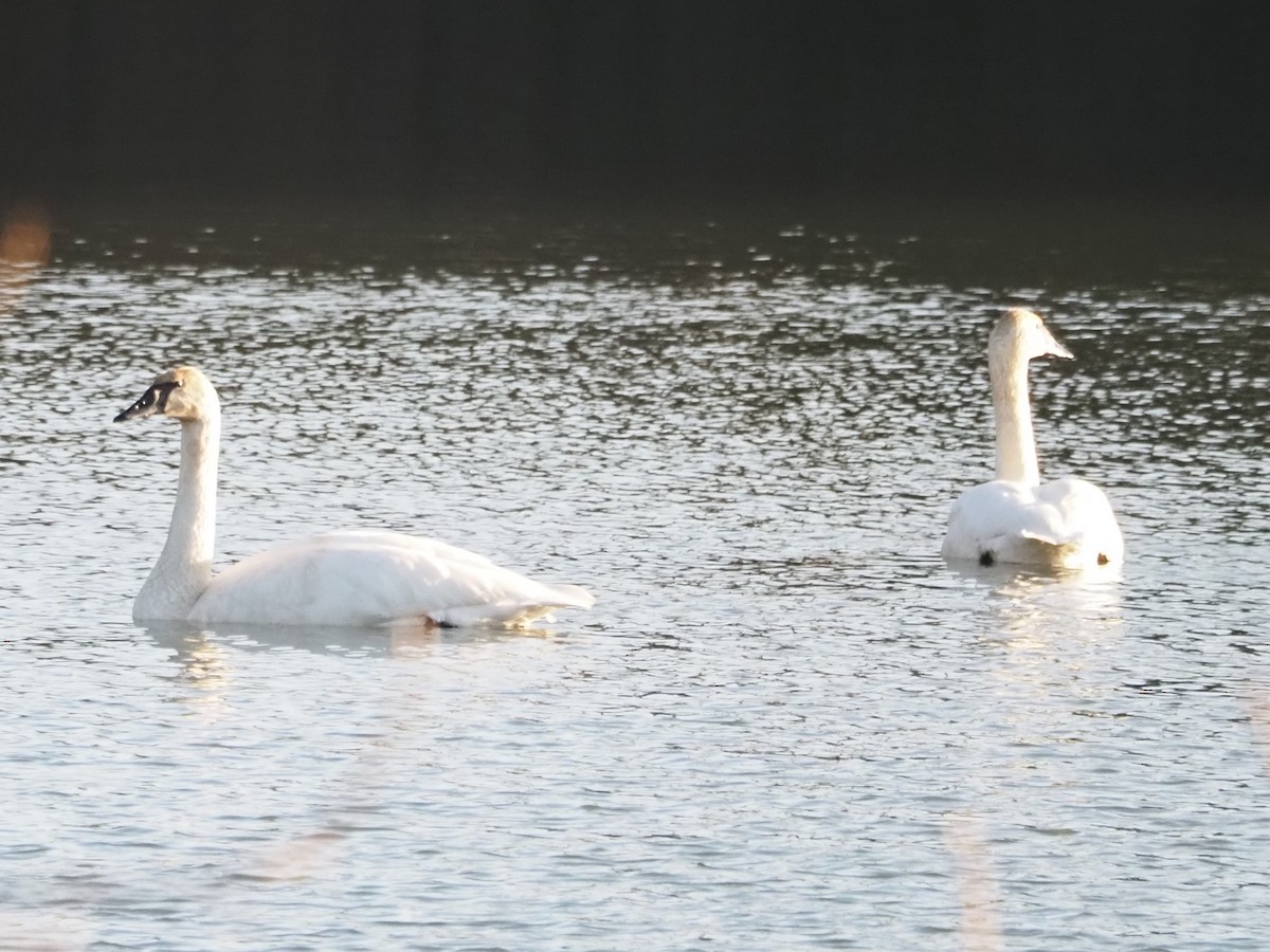 Trumpeter Swan - ML509108581