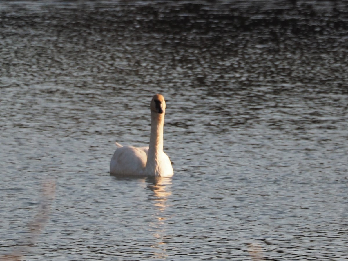 Trumpeter Swan - ML509108591