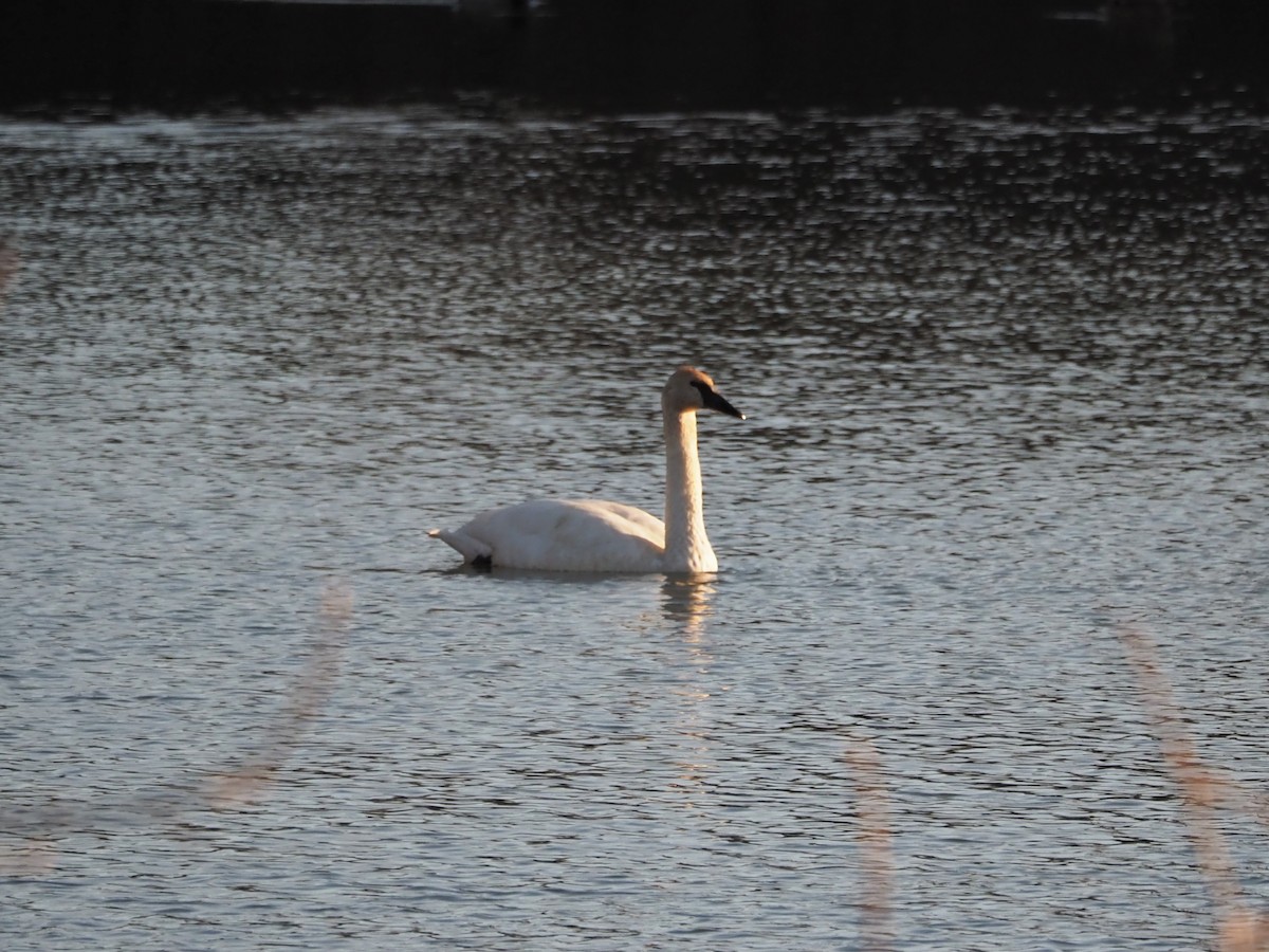 Trumpeter Swan - ML509108601