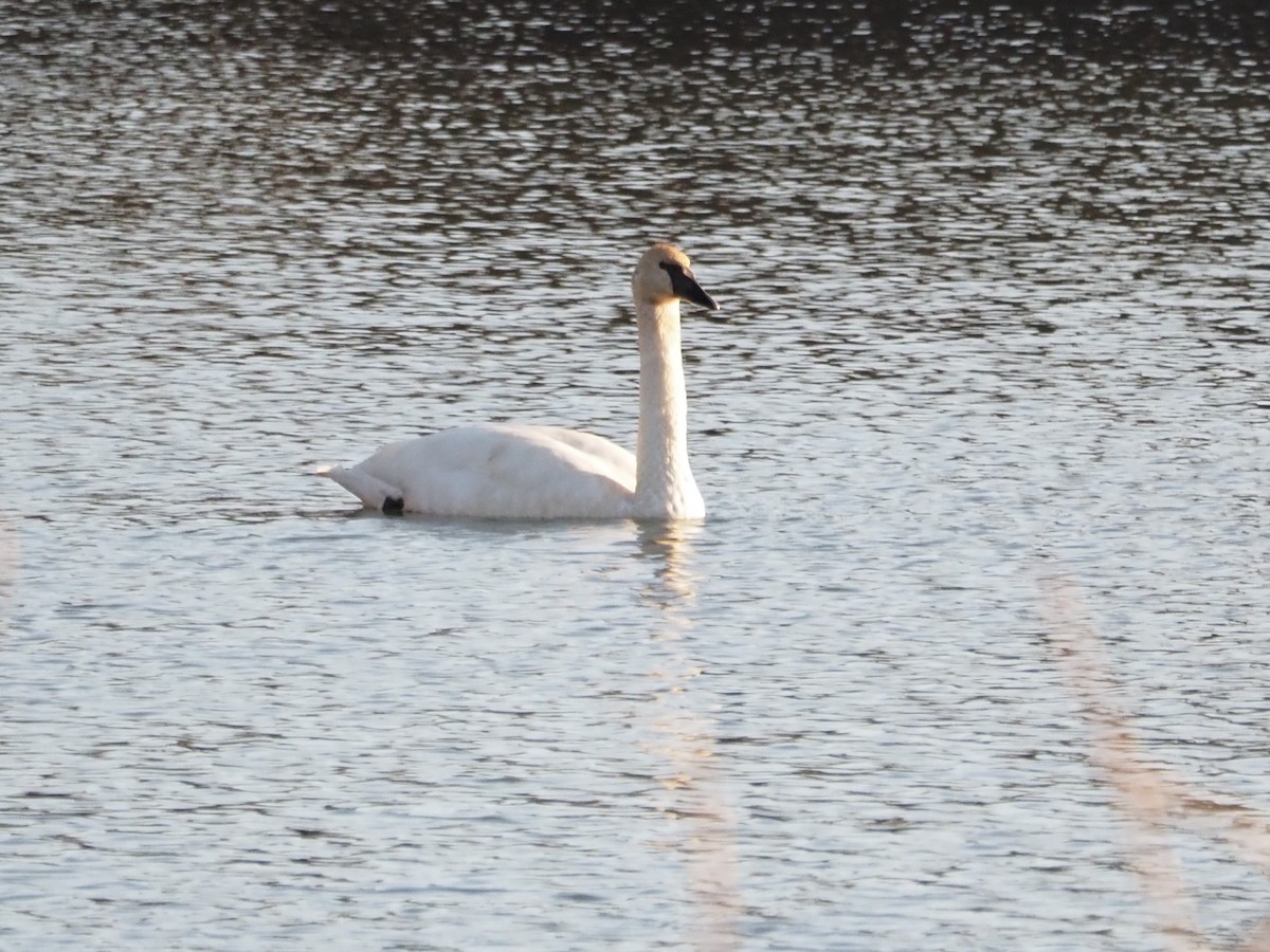 Trumpeter Swan - ML509108611