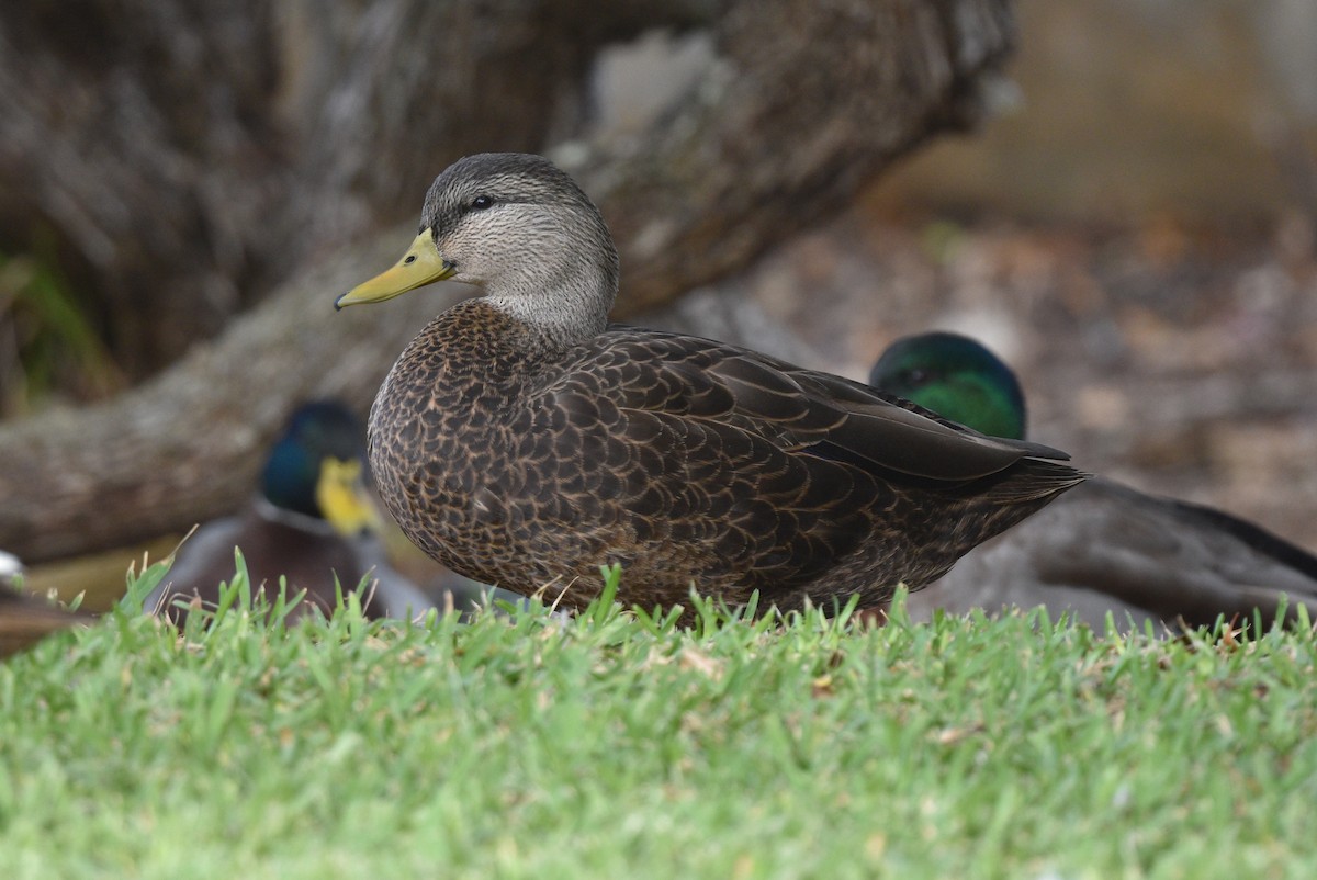 American Black Duck - ML509109231