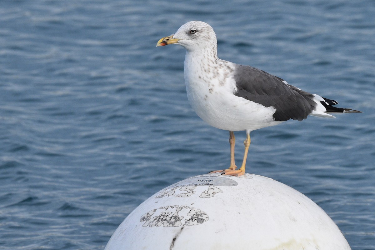 Gaviota Sombría - ML509109261