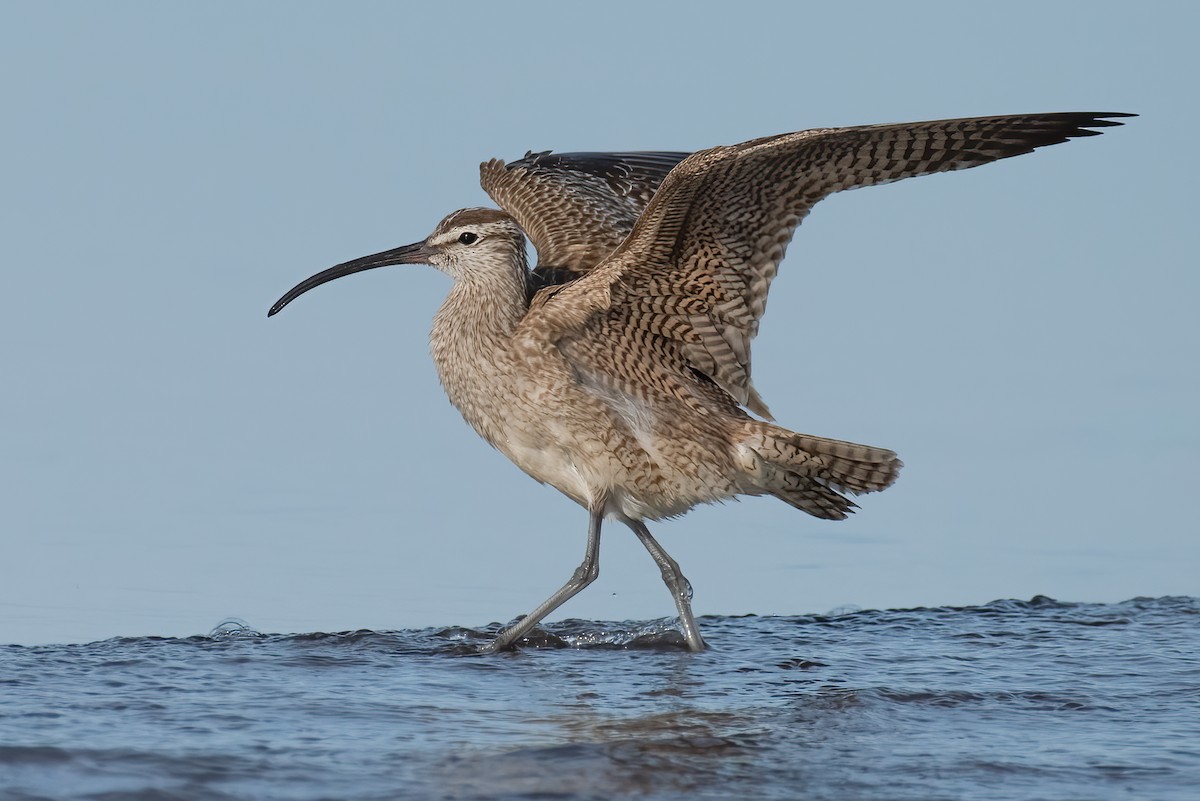 Whimbrel - ML509111181