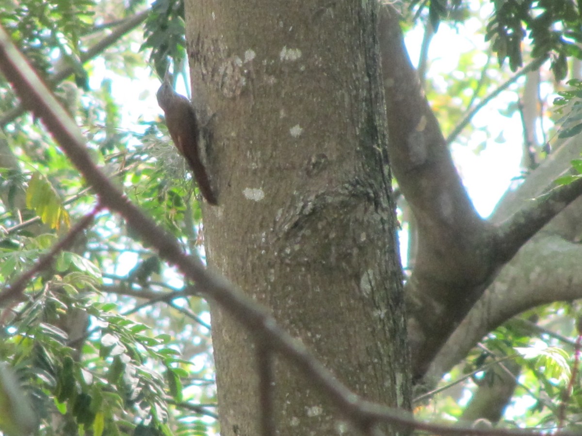 Streak-headed Woodcreeper - Jose Martinez De Valdenebro