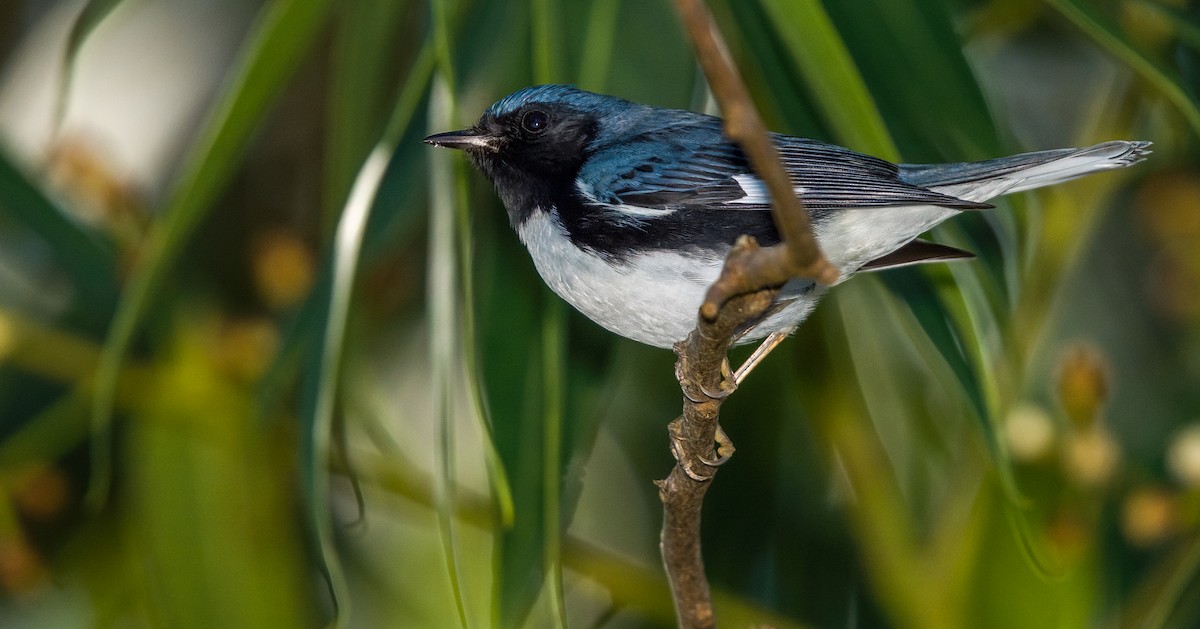 Black-throated Blue Warbler - W. Gareth Rasberry
