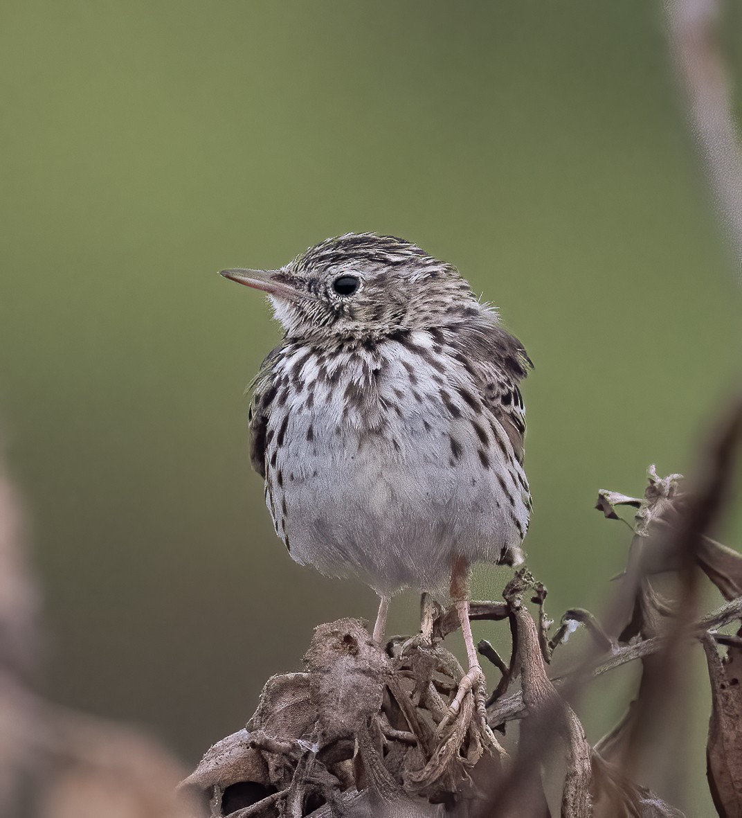 Peruvian Pipit - ML509112791