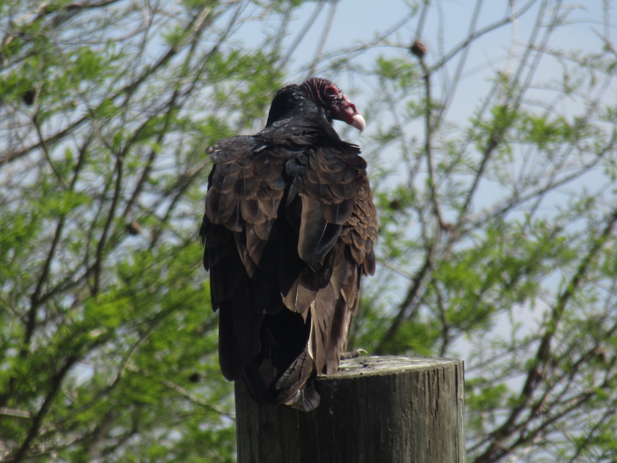 Turkey Vulture - Wayne Longbottom