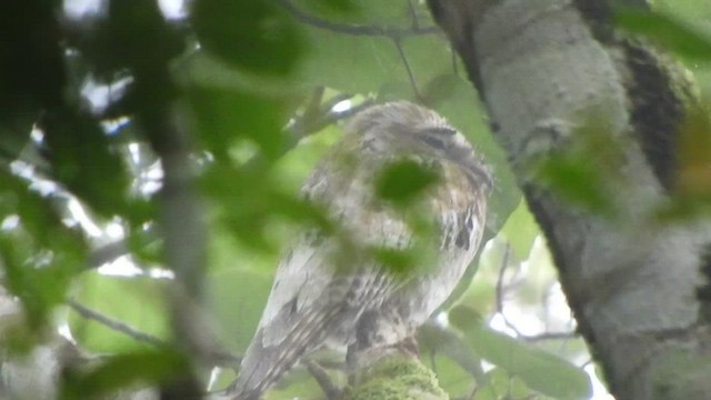 Northern Potoo - ML509114051
