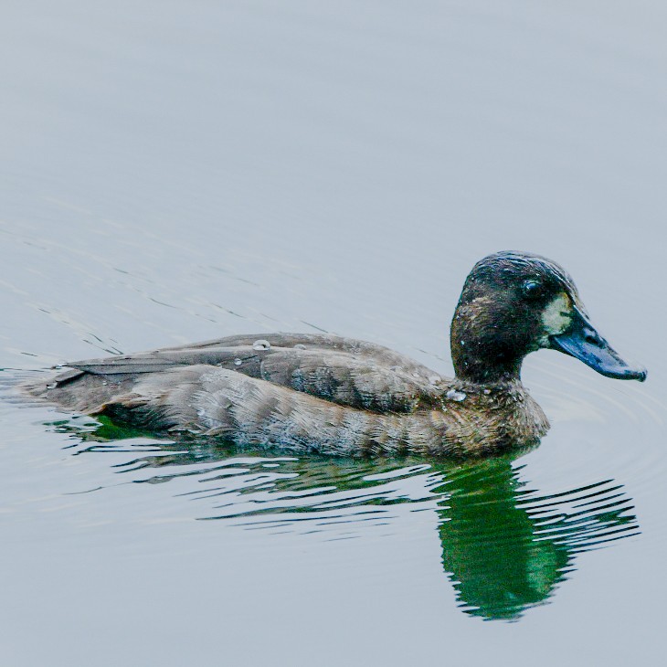 Greater Scaup - ML509114591