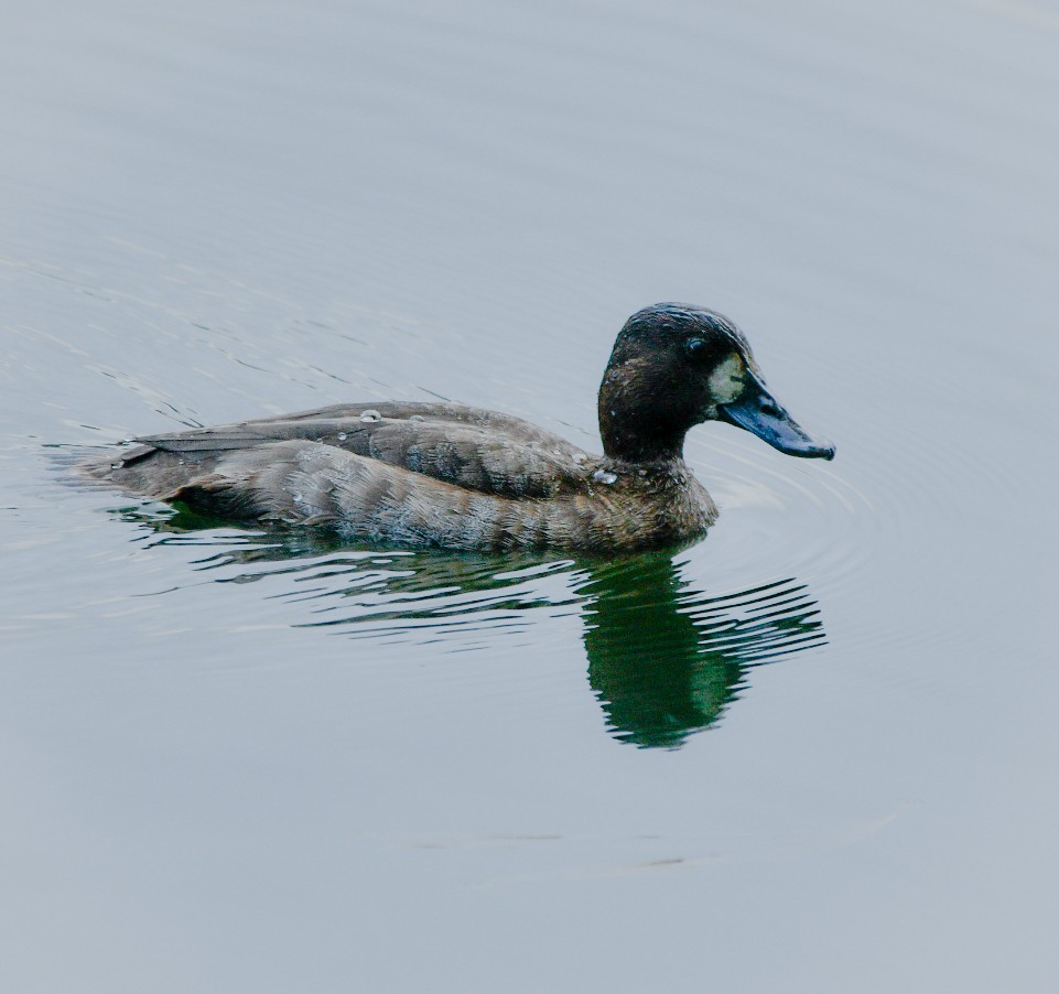 Greater Scaup - ML509114601