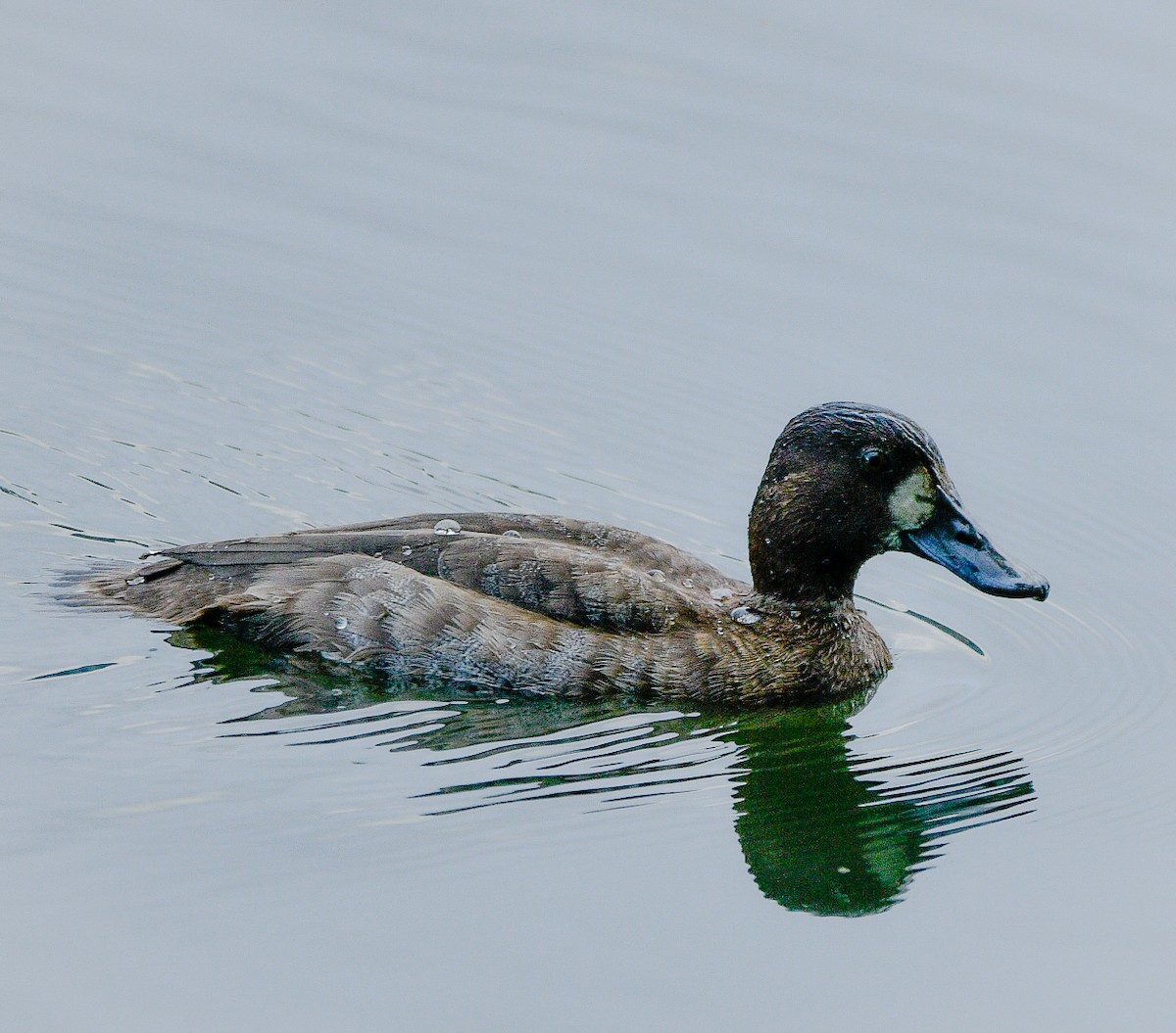Greater Scaup - ML509114611