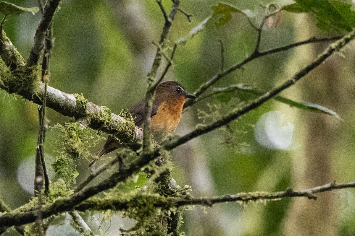 White-bellied Robin-Chat - ML509114791