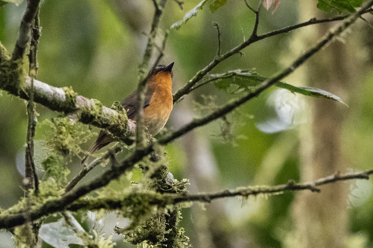 White-bellied Robin-Chat - ML509114801