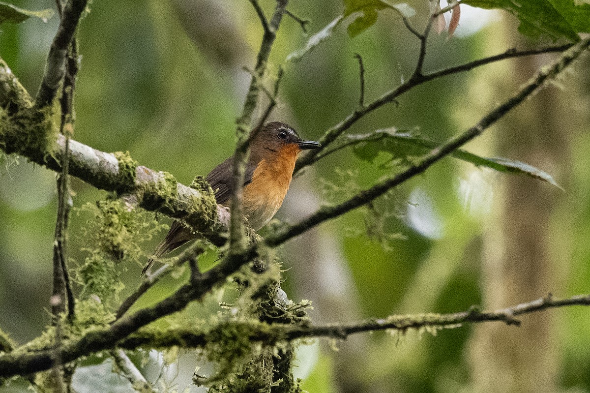 White-bellied Robin-Chat - ML509114811