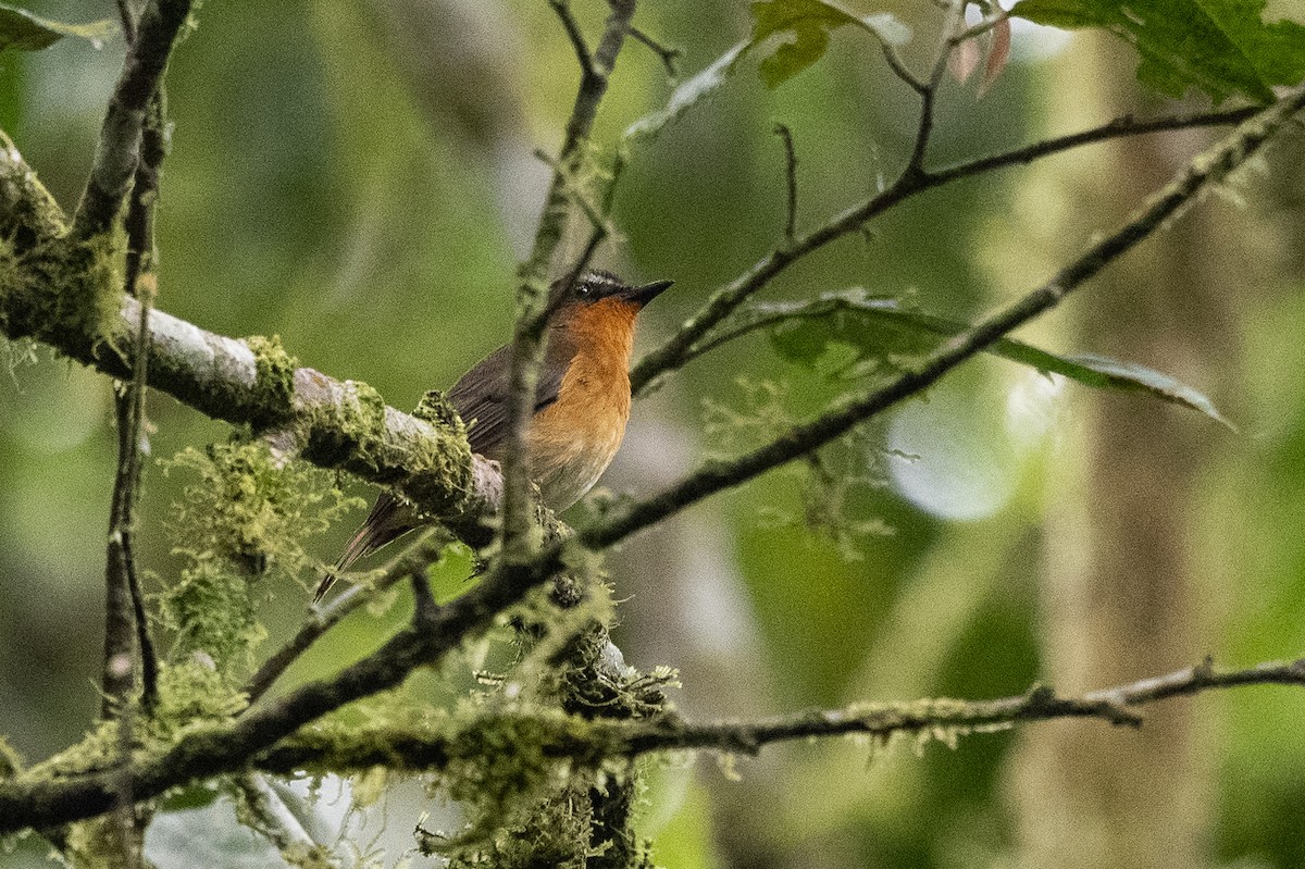 White-bellied Robin-Chat - ML509114821