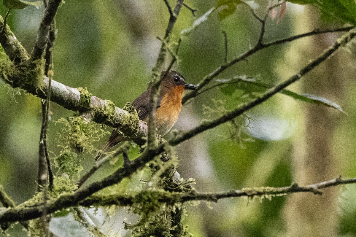 White-bellied Robin-Chat - Stephen Davies