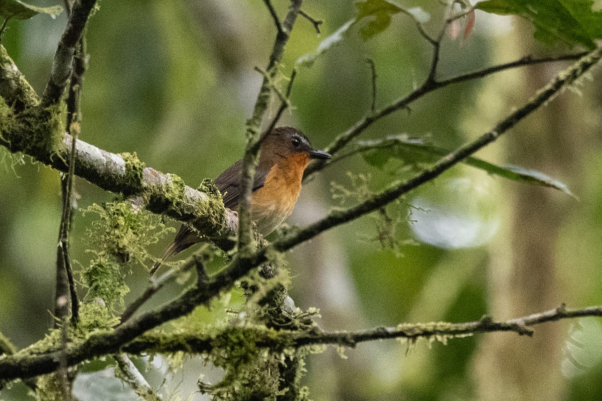 White-bellied Robin-Chat - ML509114841