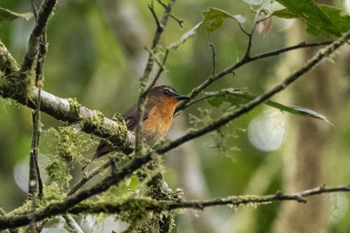 White-bellied Robin-Chat - ML509114851