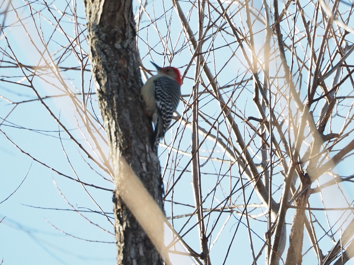 Red-bellied Woodpecker - ML509114981