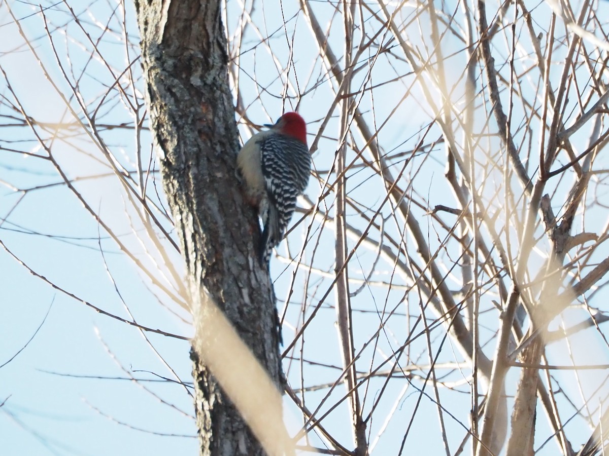 Red-bellied Woodpecker - ML509114991