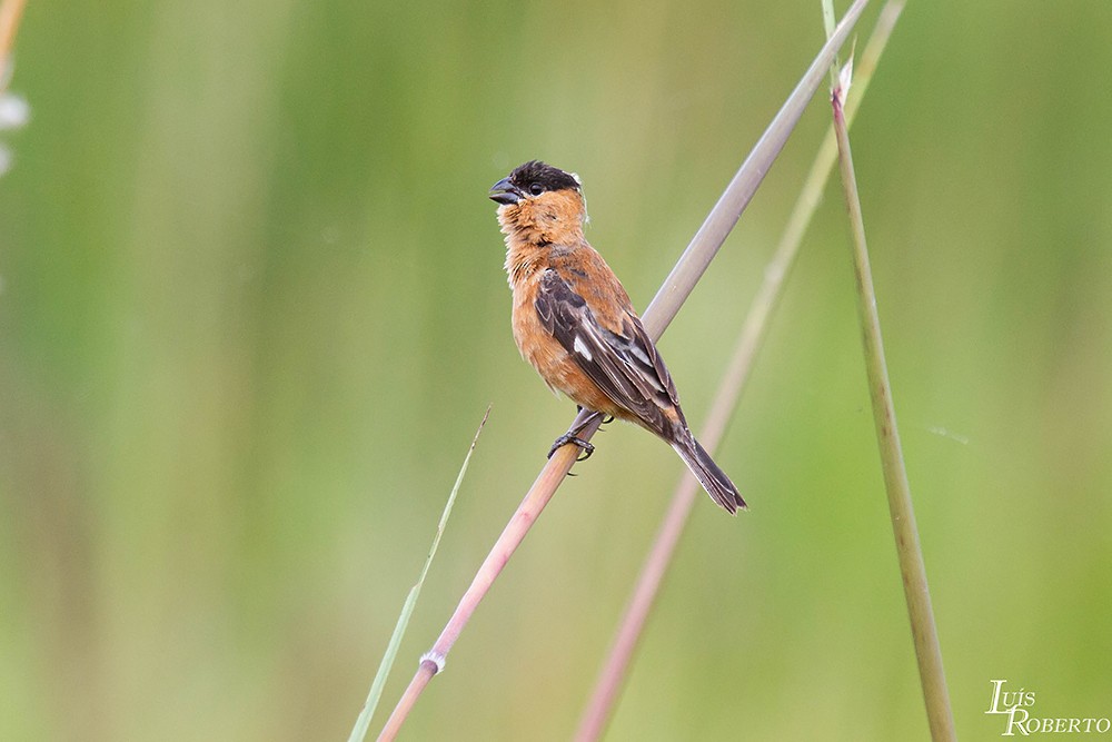 Copper Seedeater - ML509115121