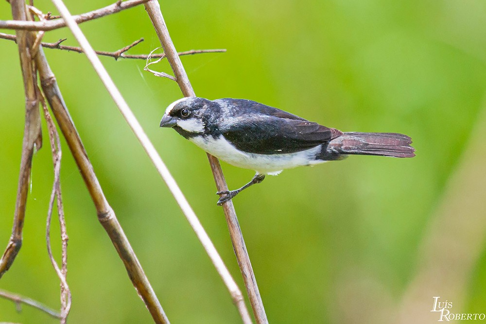 Lined Seedeater - Luis Roberto da Silva