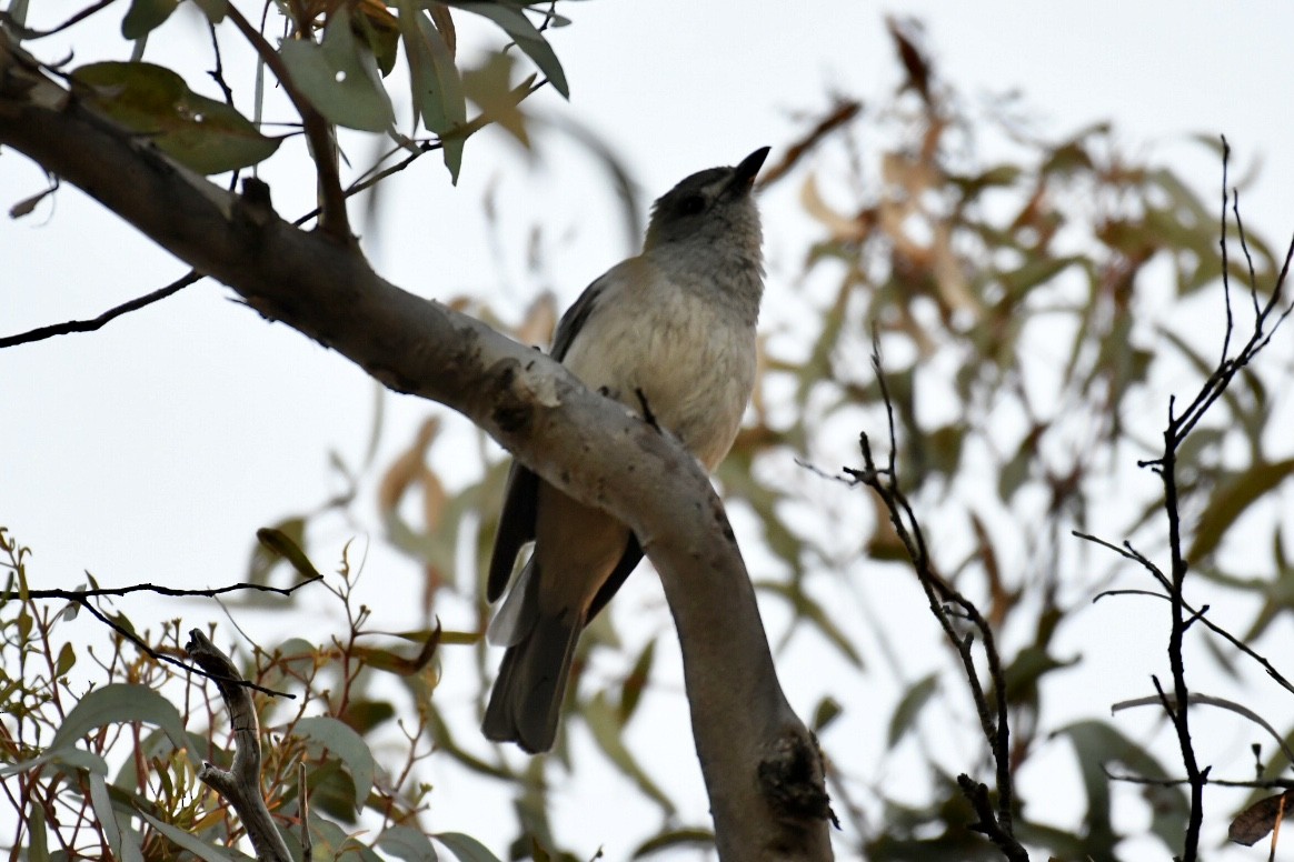 Gray Shrikethrush - Russell Waugh