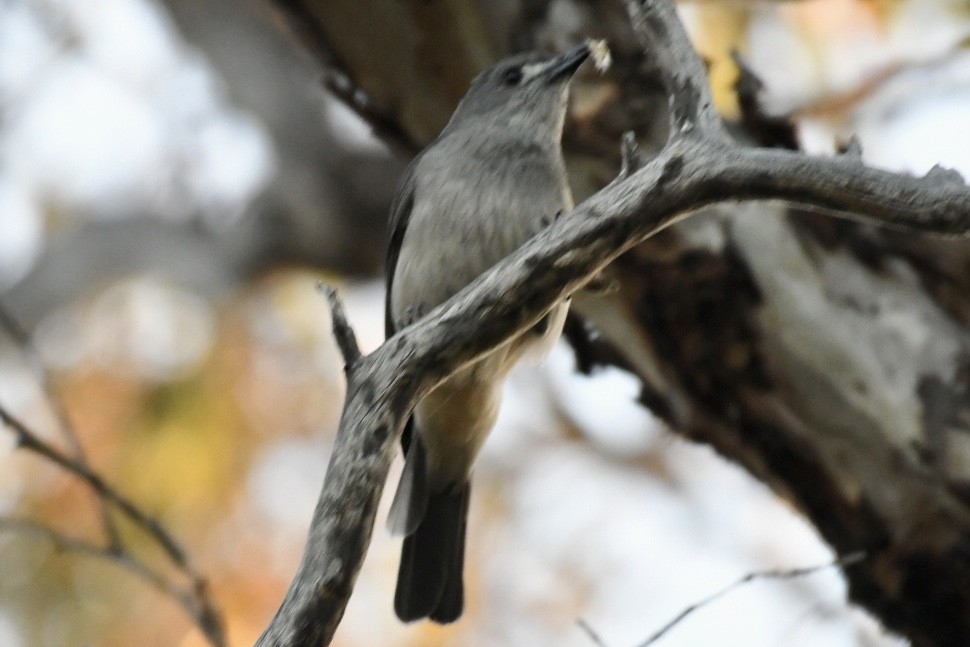 Gray Shrikethrush - Russell Waugh