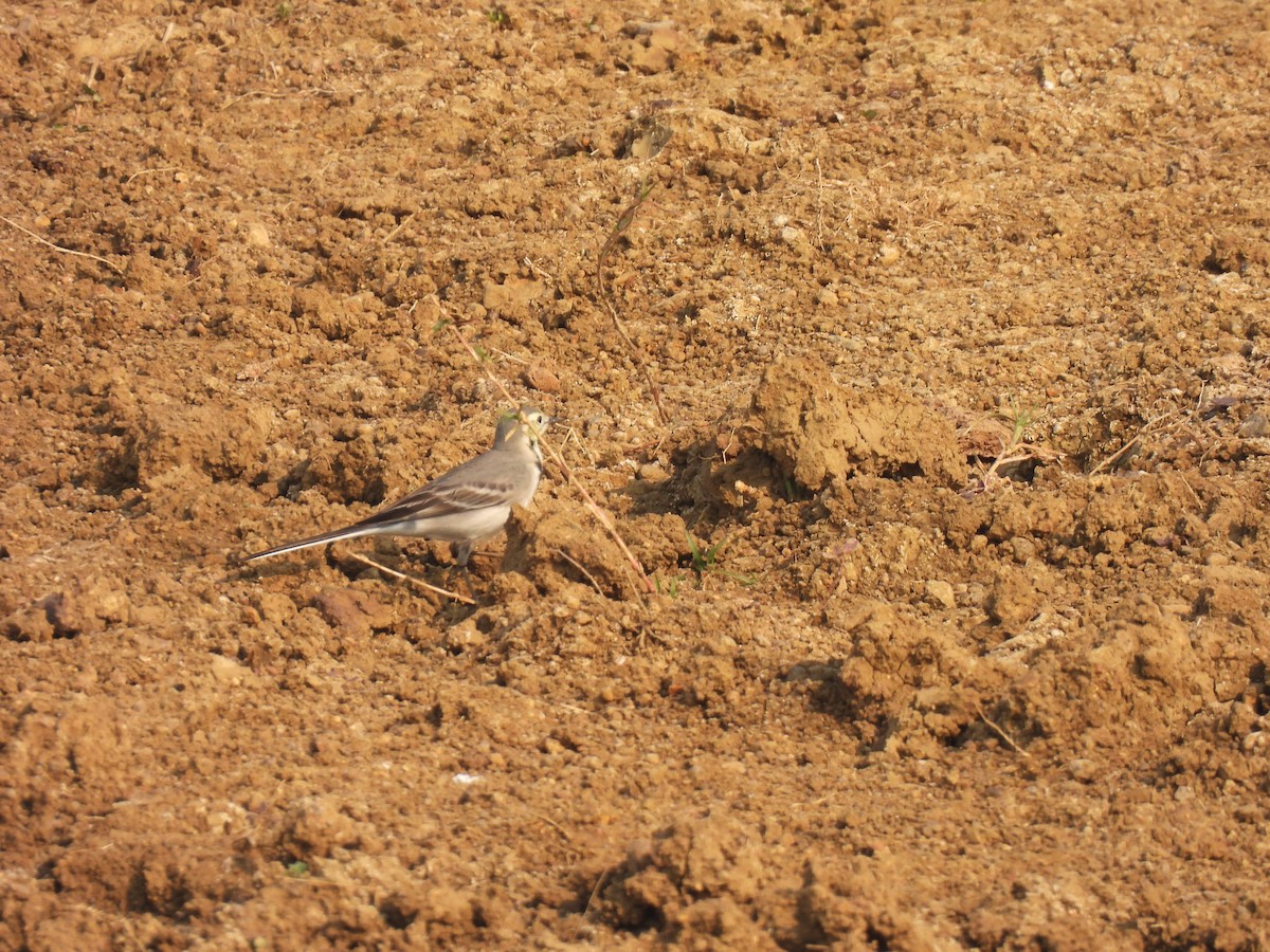 נחליאלי לימוני - ML509115661