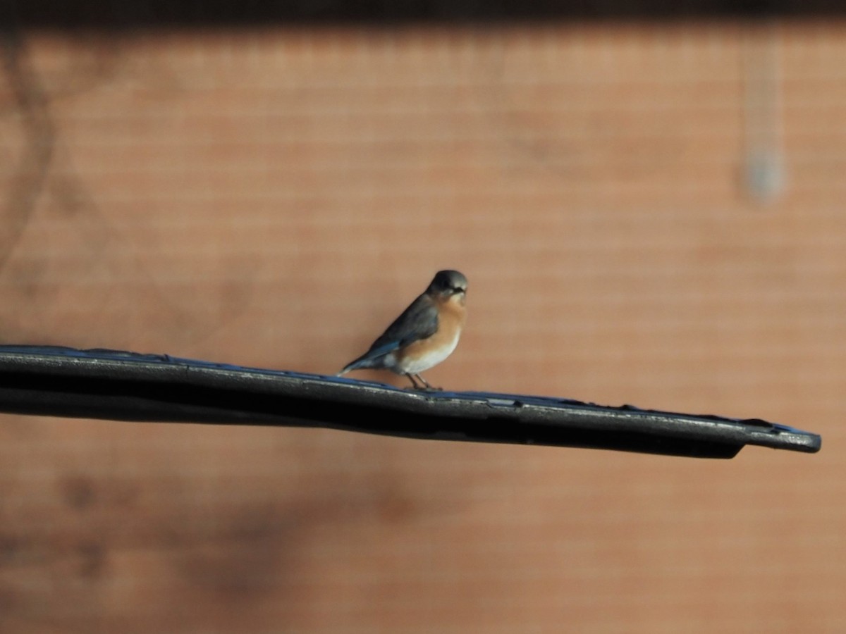 Eastern Bluebird - ML509115691
