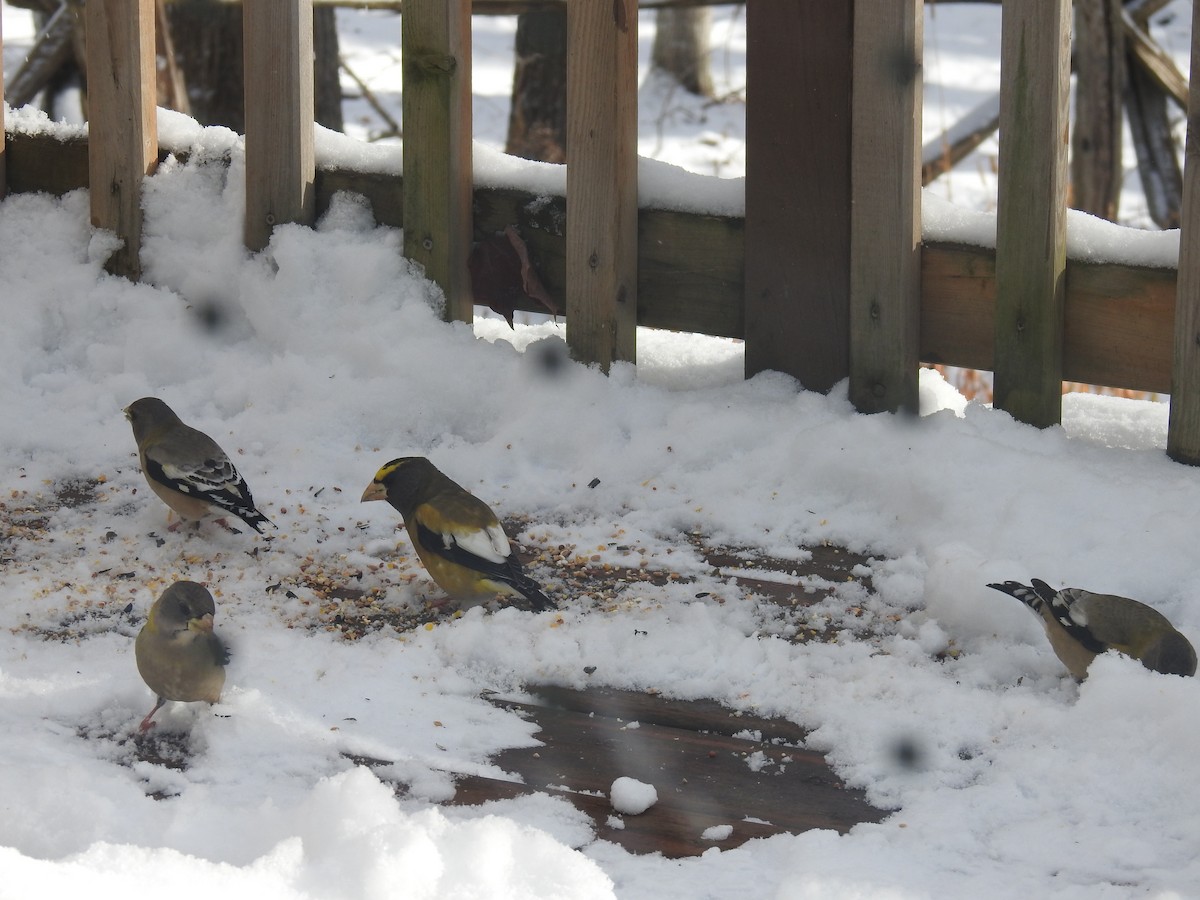 Evening Grosbeak - Martyn Obbard