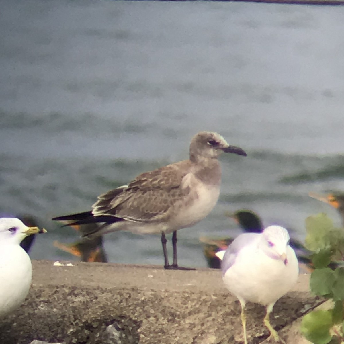 Laughing Gull - ML509115891