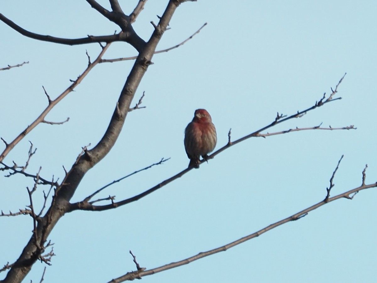 House Finch - ML509115921
