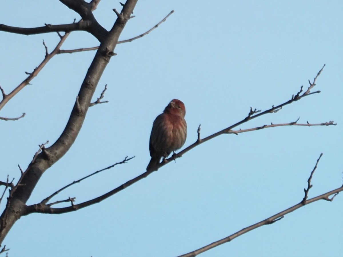 House Finch - ML509116331