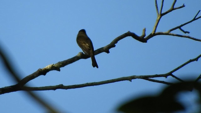 Northern Tropical Pewee - ML509116361