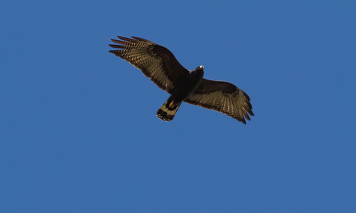 Rußbussard - ML509116481