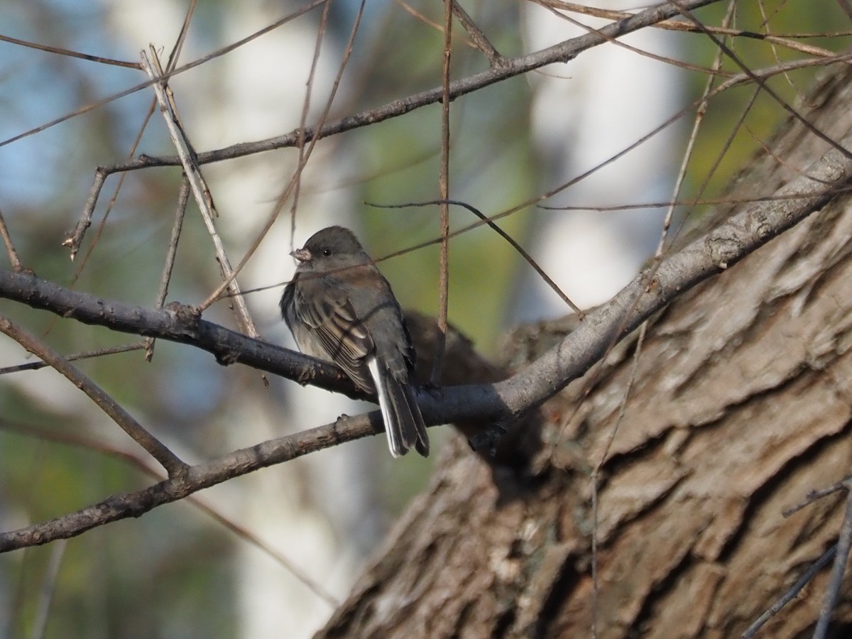 Dark-eyed Junco - ML509116971