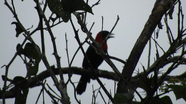 Tangara ceinturé - ML509117571