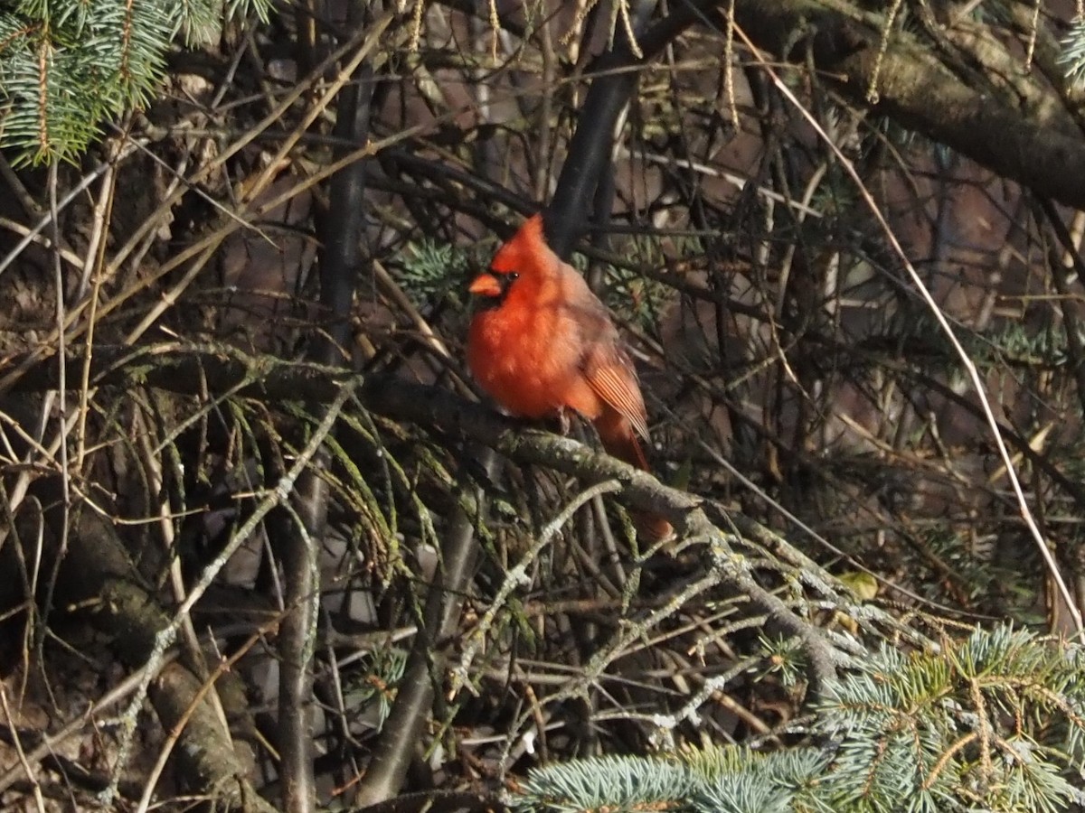 Northern Cardinal - ML509117911