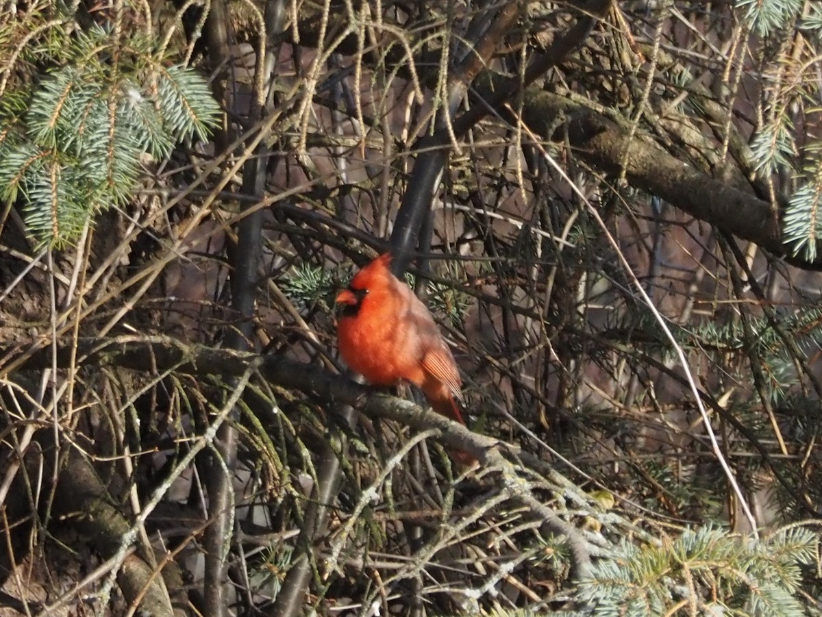 Northern Cardinal - ML509117921