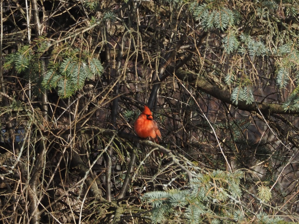 Northern Cardinal - ML509117931