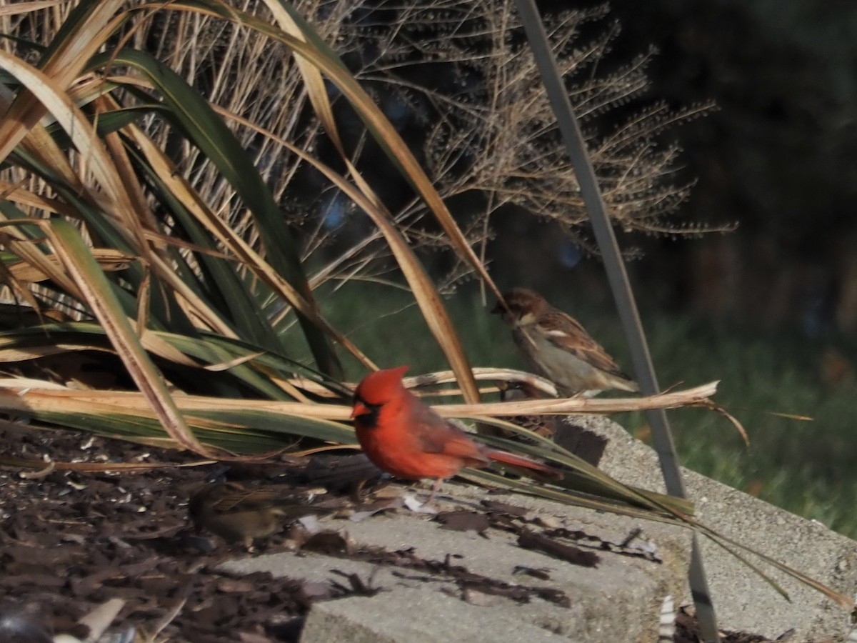 Northern Cardinal - ML509117941