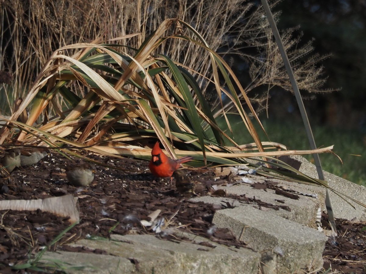 Northern Cardinal - ML509117951