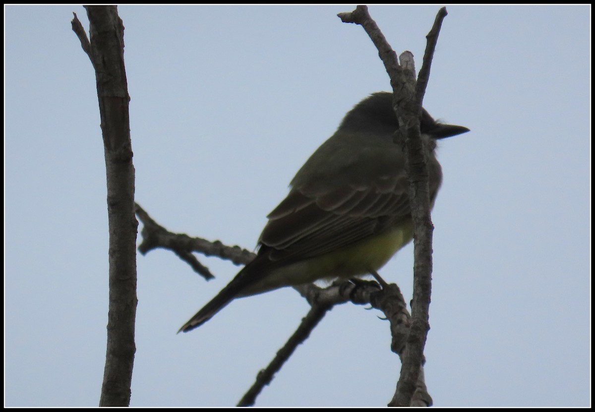 Cassin's Kingbird - ML509118011