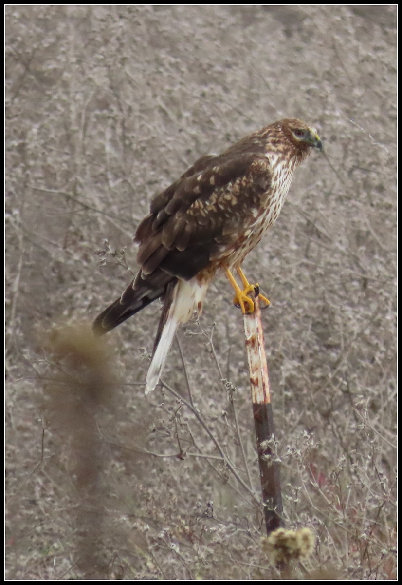 Northern Harrier - ML509118051