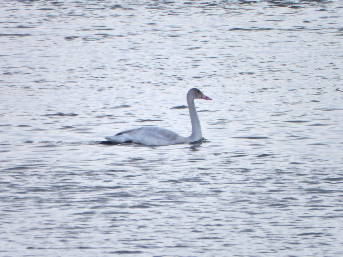 Tundra Swan - ML509118091