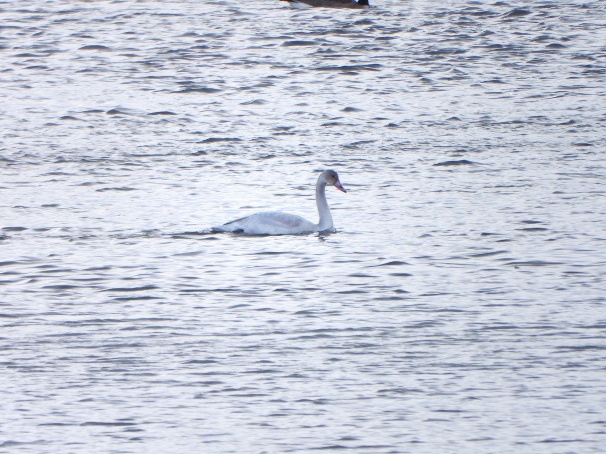 Tundra Swan - ML509118121