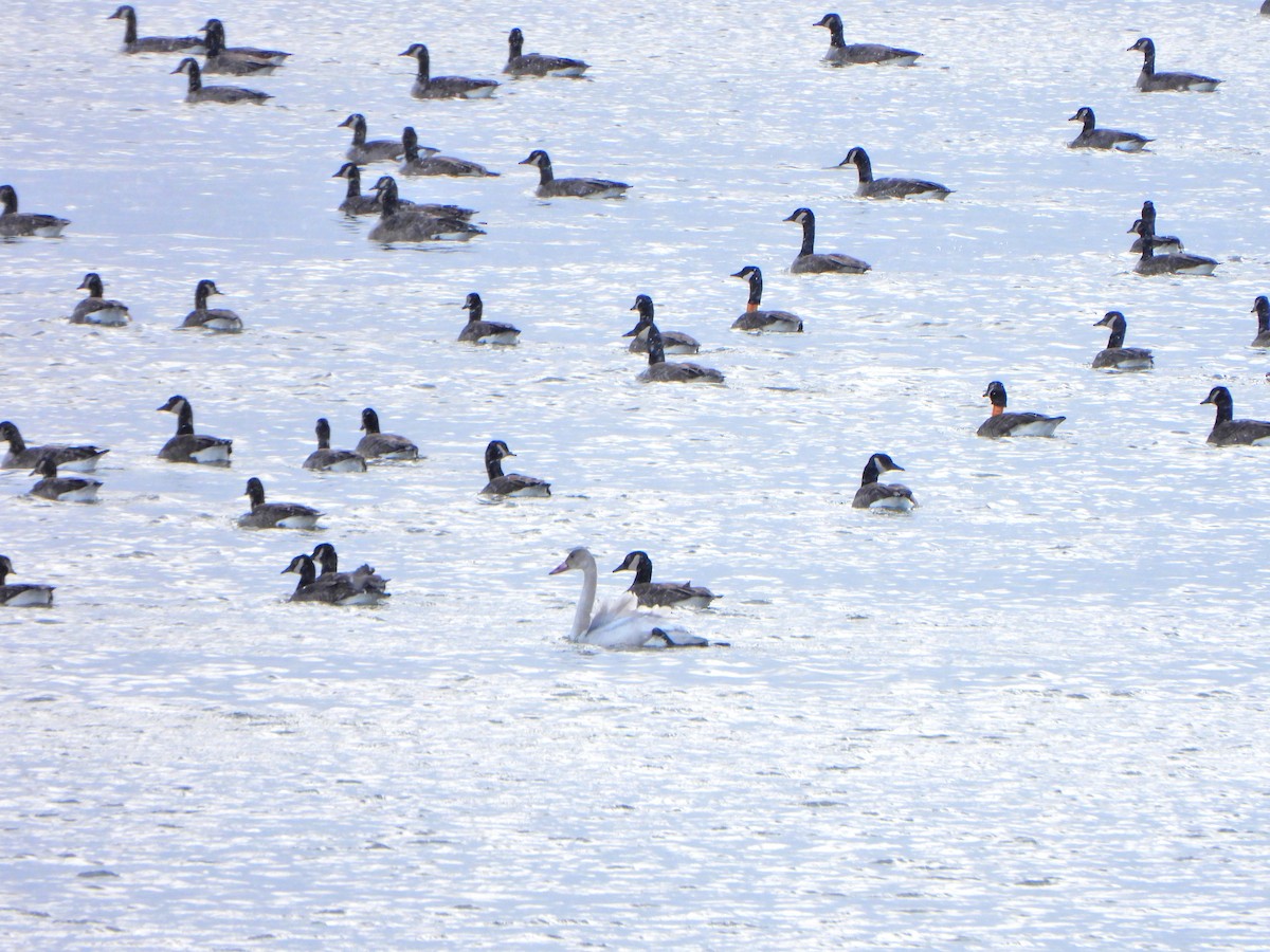 Tundra Swan - Sylvain Lapointe