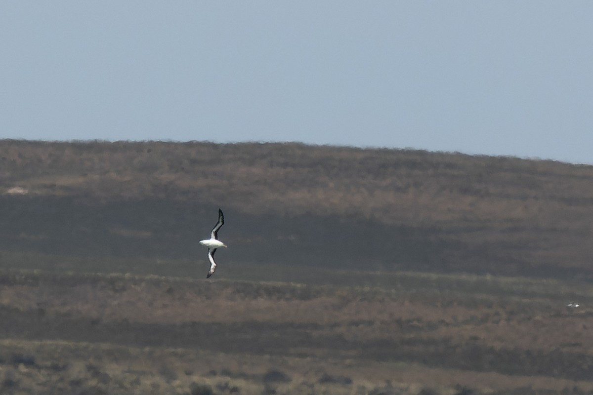 albatros černobrvý - ML509118571