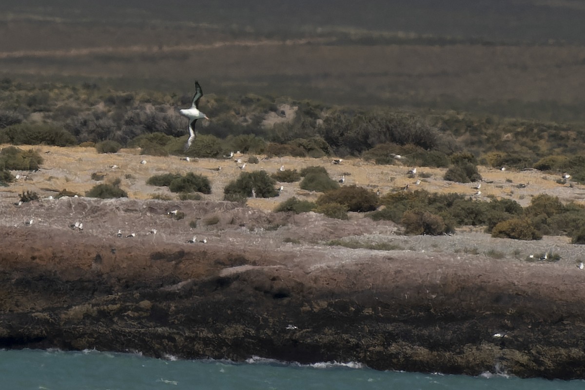 Kara Kaşlı Albatros - ML509118581